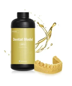 Dental Model DM12